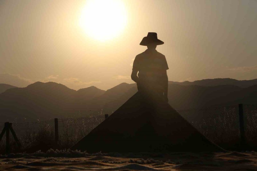 Tarlalarda Milyonluk Halı Nöbeti Başladı