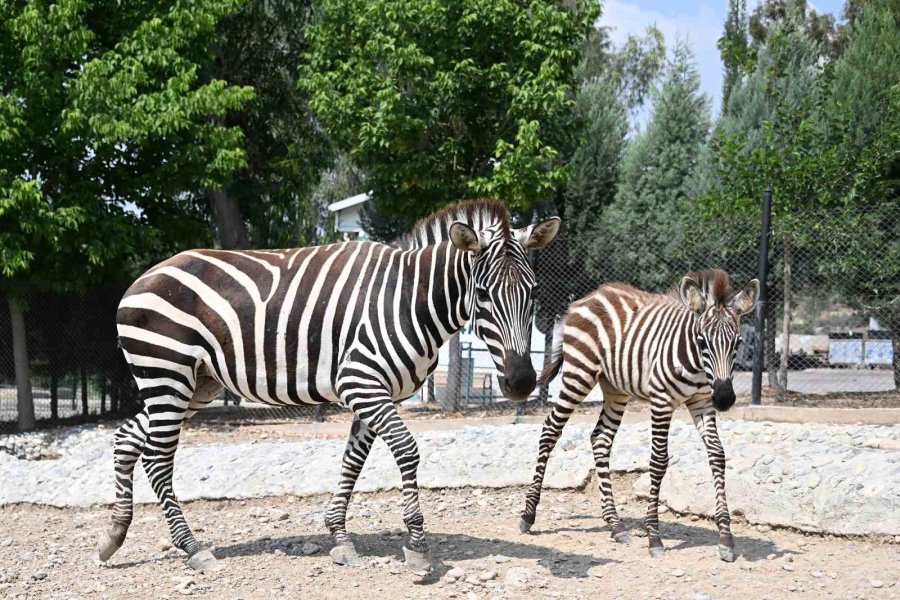 Tarsus Doğa Parkı’nda Yavru Sevinci