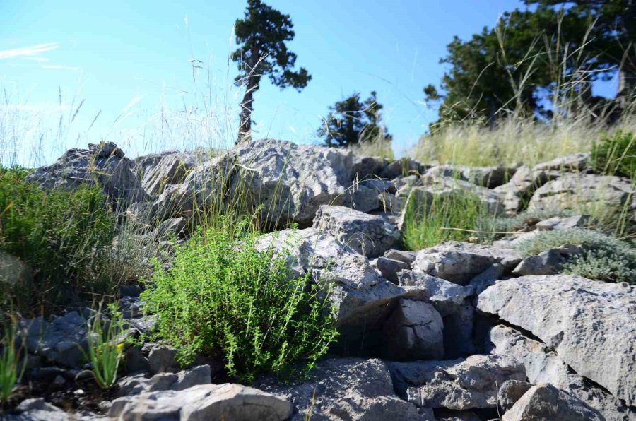 Evinin Bir Odasını Labaratuvar Haline Getirdi, Araştırmalarına Ara Vermedi