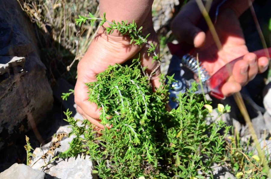 Evinin Bir Odasını Labaratuvar Haline Getirdi, Araştırmalarına Ara Vermedi