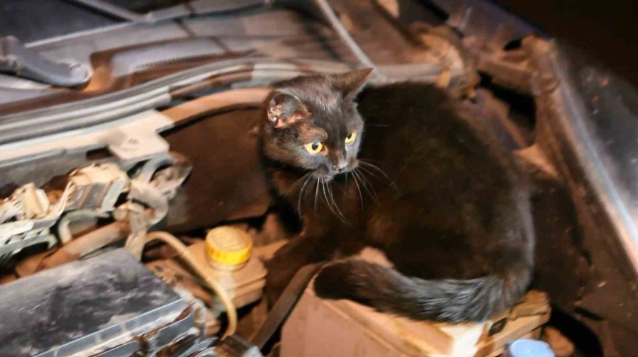 Polis Aracın Kaputunu Açtı, Motordan Çıkan Şaşırttı