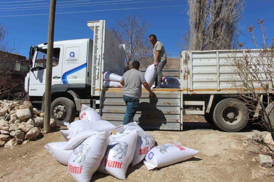 Büyükşehir’den Yem Desteğiyle Süt Üretimine Güçlü Katkı