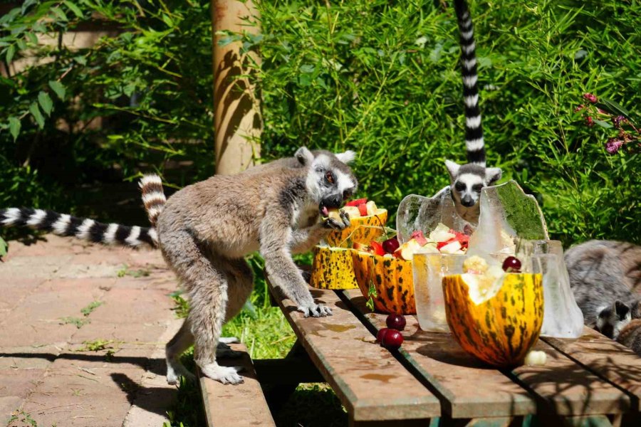 Antalya’da Sıcaktan Etkilenen Hayvanlara Buzlu Meyve Kokteyli