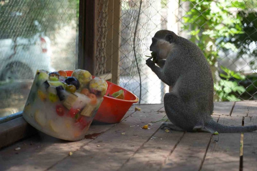 Antalya’da Sıcaktan Etkilenen Hayvanlara Buzlu Meyve Kokteyli