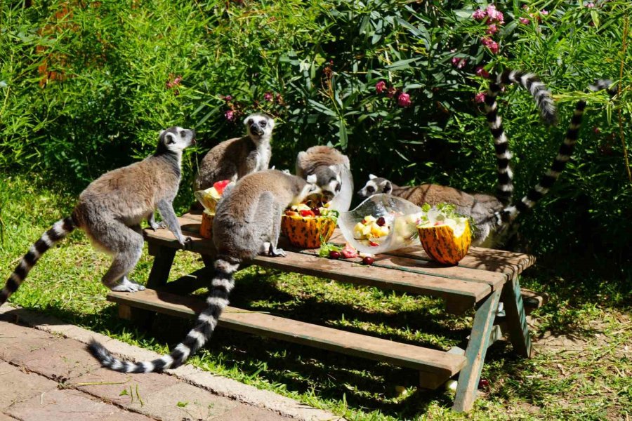 Antalya’da Sıcaktan Etkilenen Hayvanlara Buzlu Meyve Kokteyli