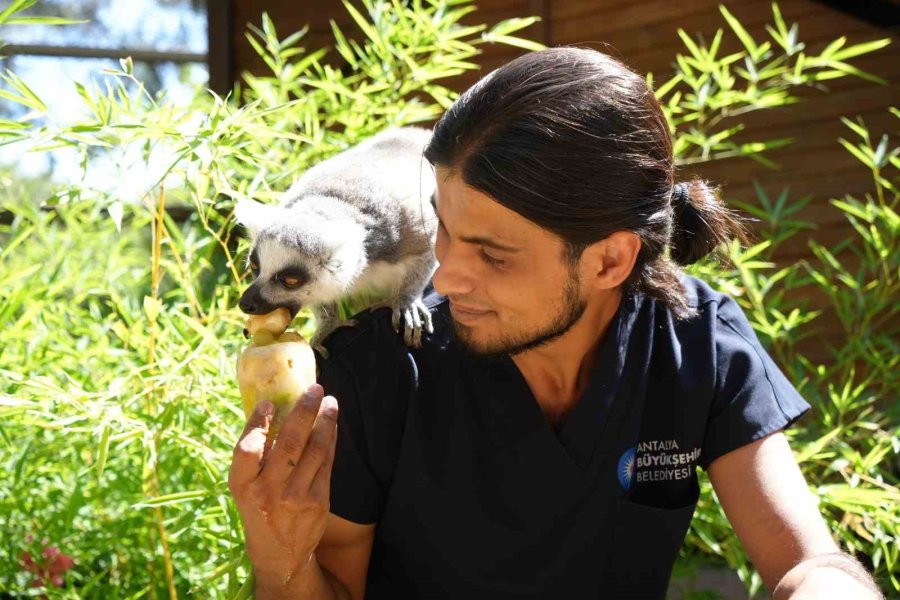 Antalya’da Sıcaktan Etkilenen Hayvanlara Buzlu Meyve Kokteyli