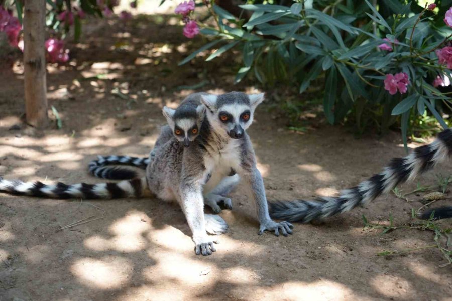 Antalya’da Sıcaktan Etkilenen Hayvanlara Buzlu Meyve Kokteyli