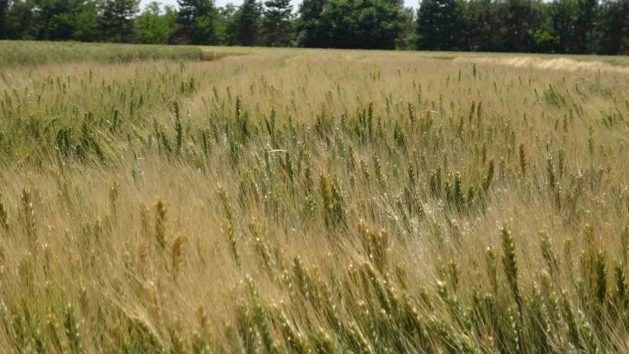Türkiye’de Hububatta Toprağa Düşen Her Dört Tohumdan Birini Tigem Üretiyor