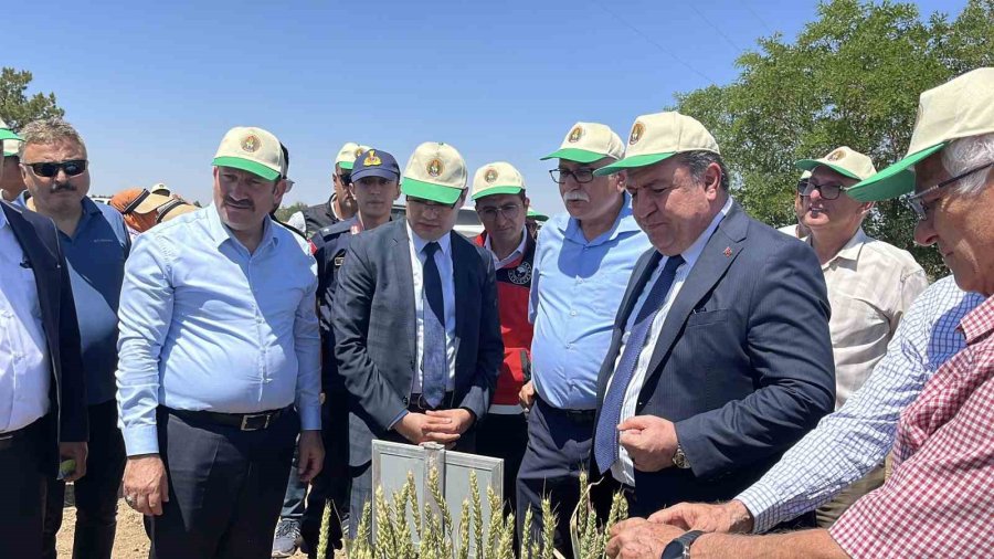 Türkiye’de Hububatta Toprağa Düşen Her Dört Tohumdan Birini Tigem Üretiyor