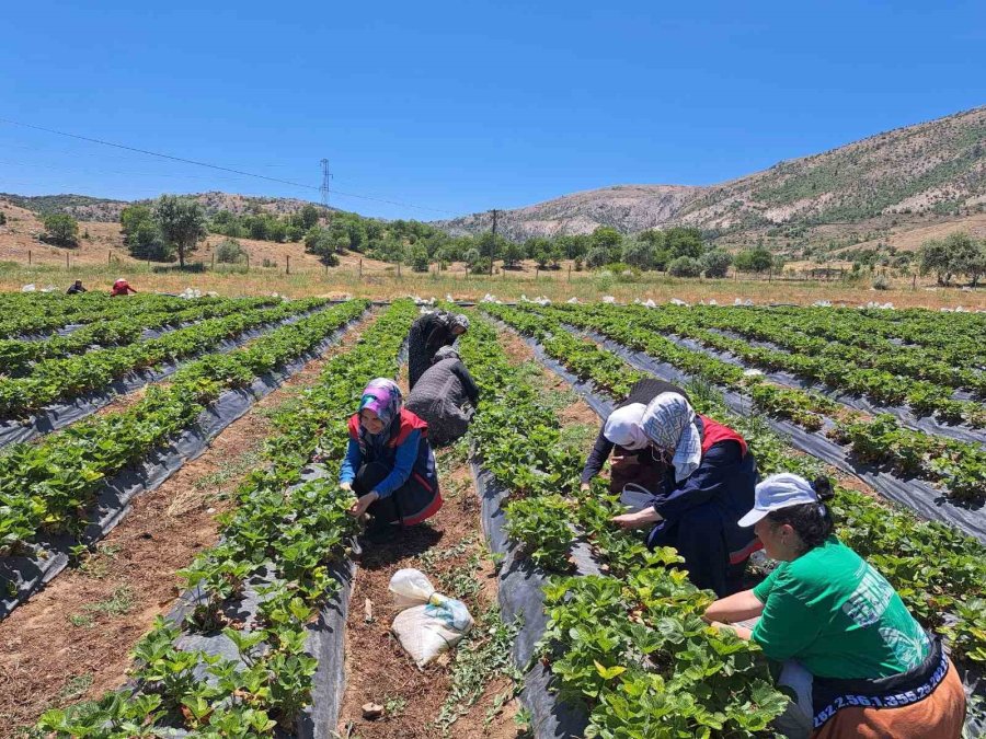 Bozkır’da Kadın Çiftçilere Yönelik Eğitim Ve Destek Ziyaretleri