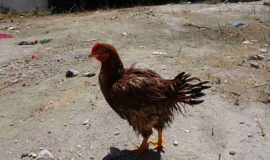 Çocuk Gibi Ağlayan Tavuğunu Kesmeye Kıyamadı, İyileşmesi İçin Veteriner Aramaya Başladı