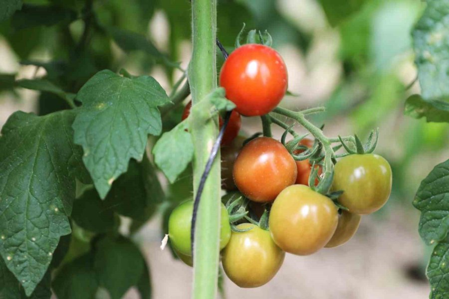 Üreten Üniversite Nöhü, Tarım Faaliyetlerine Devam Ediyor