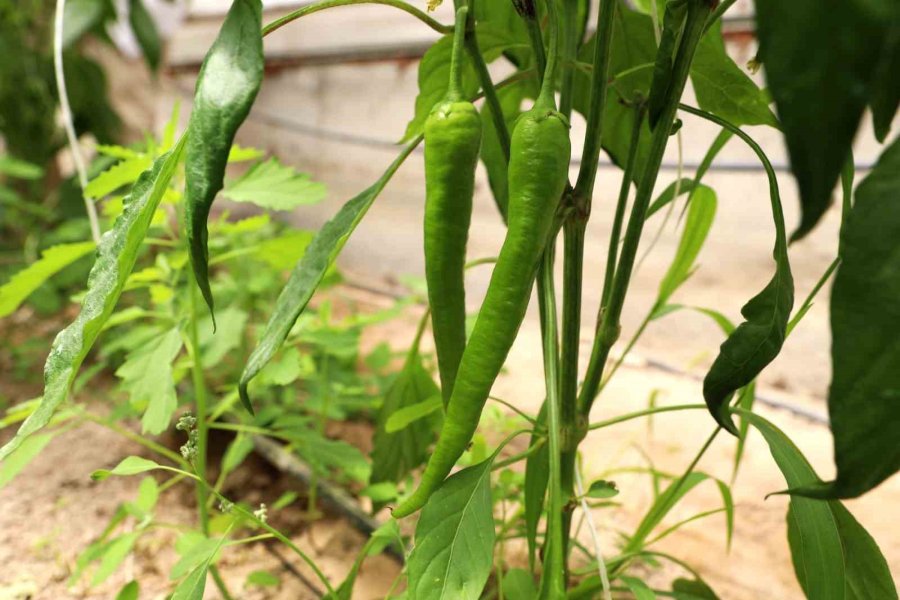 Üreten Üniversite Nöhü, Tarım Faaliyetlerine Devam Ediyor