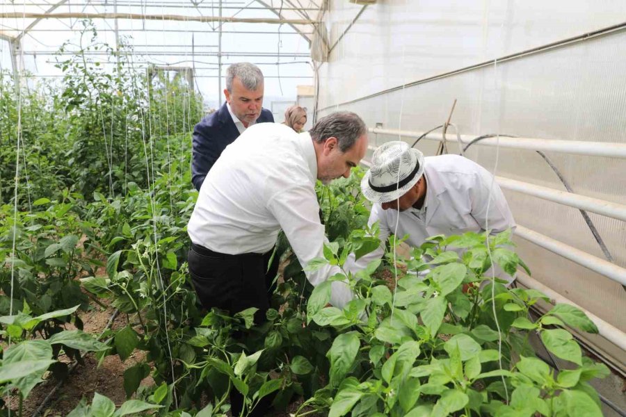 Üreten Üniversite Nöhü, Tarım Faaliyetlerine Devam Ediyor