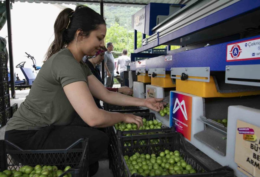 Mersin’de Erik Üreticilerine İkinci Boylama Makinesi Desteği