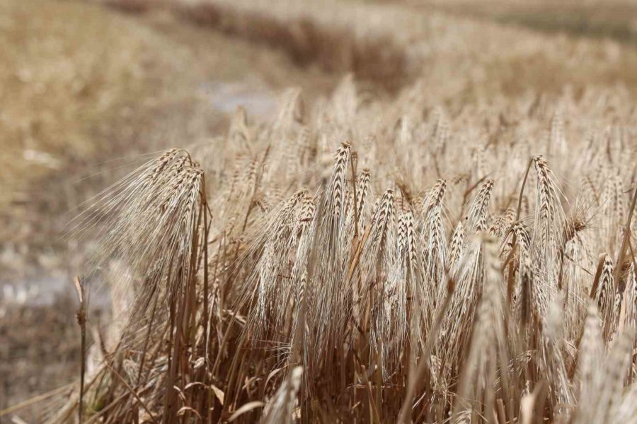 Kuraklık Etkisindeki Tarım Başkentinde Verim Düşük