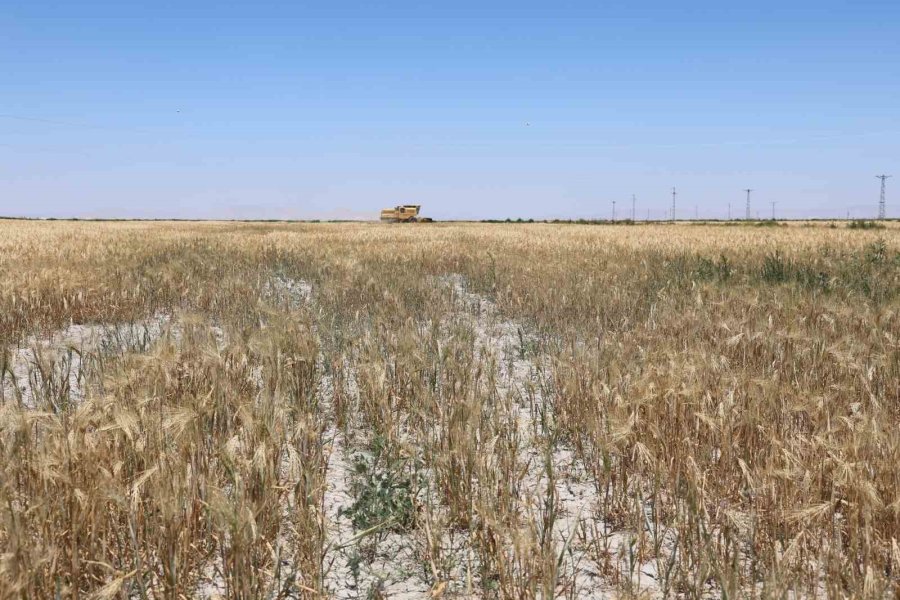 Kuraklık Etkisindeki Tarım Başkentinde Verim Düşük