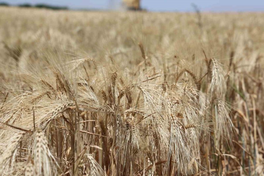 Kuraklık Etkisindeki Tarım Başkentinde Verim Düşük