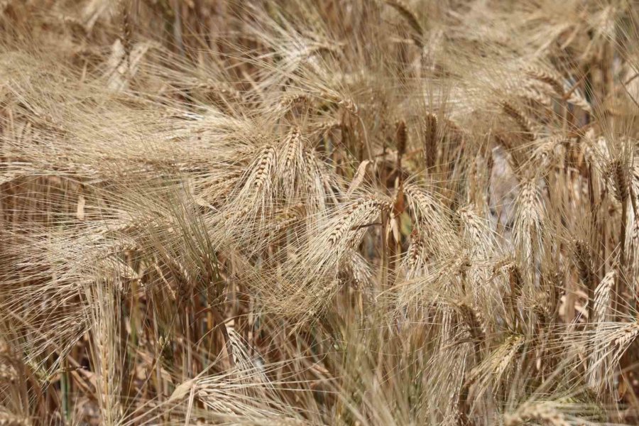 Kuraklık Etkisindeki Tarım Başkentinde Verim Düşük