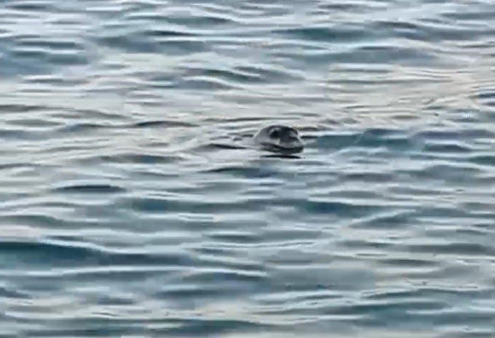 Akdeniz Foku Kıyıya Yakın Noktada Kendini Gösterdi