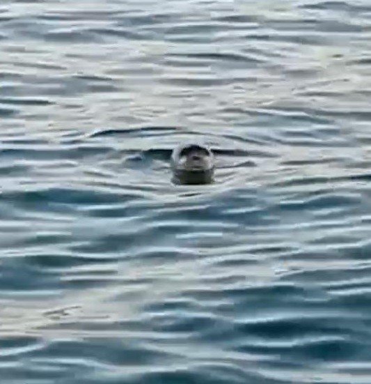 Akdeniz Foku Kıyıya Yakın Noktada Kendini Gösterdi