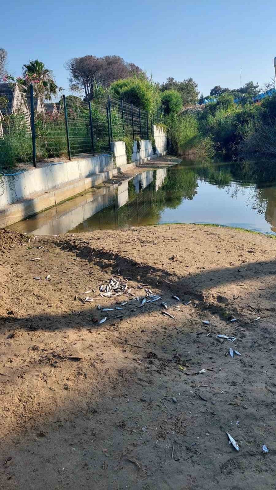 Manavgat’ta Balık Ölümleri Alarm Verdi, Kimyasal Kirlilik İnceleniyor