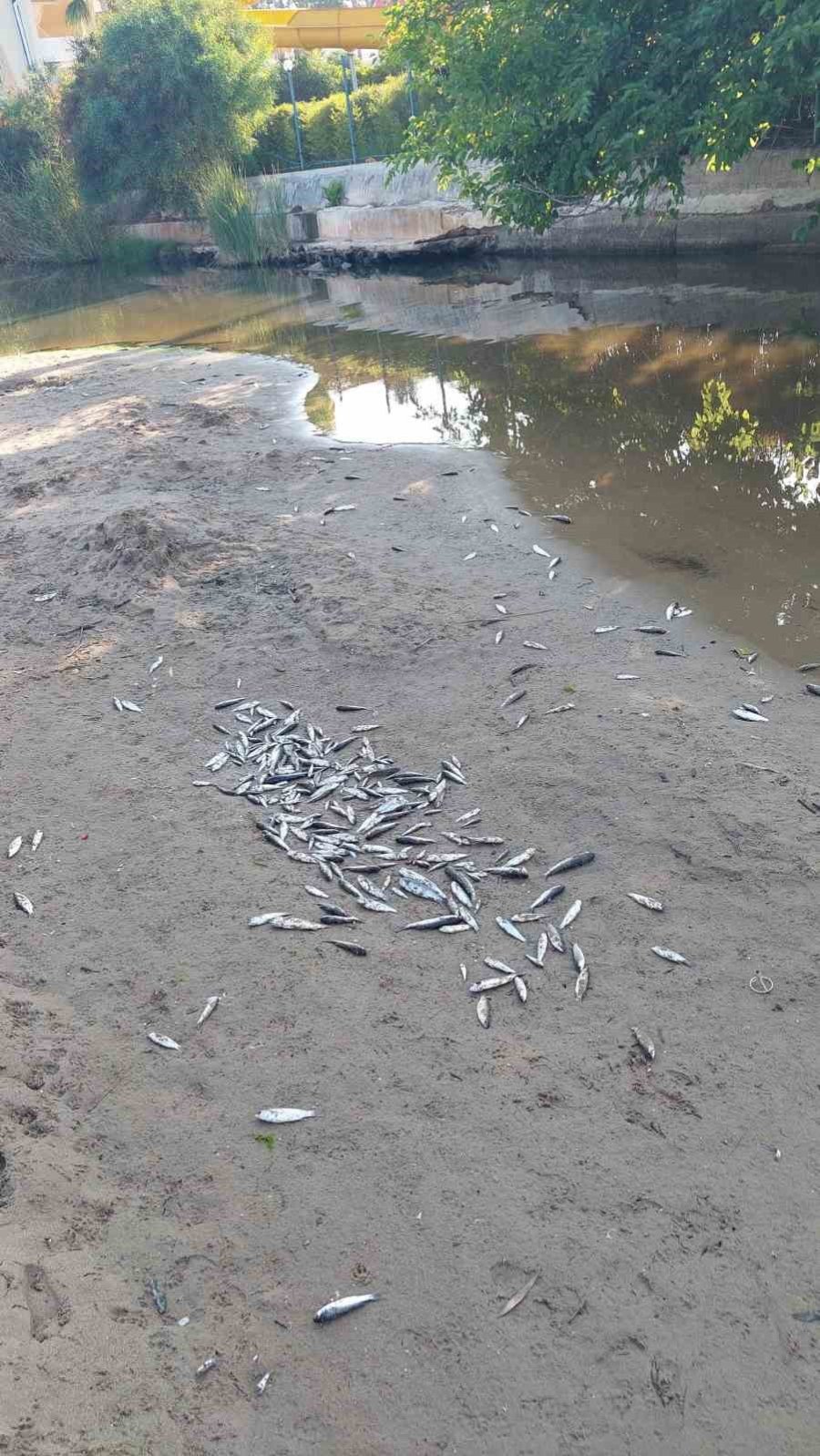 Manavgat’ta Balık Ölümleri Alarm Verdi, Kimyasal Kirlilik İnceleniyor