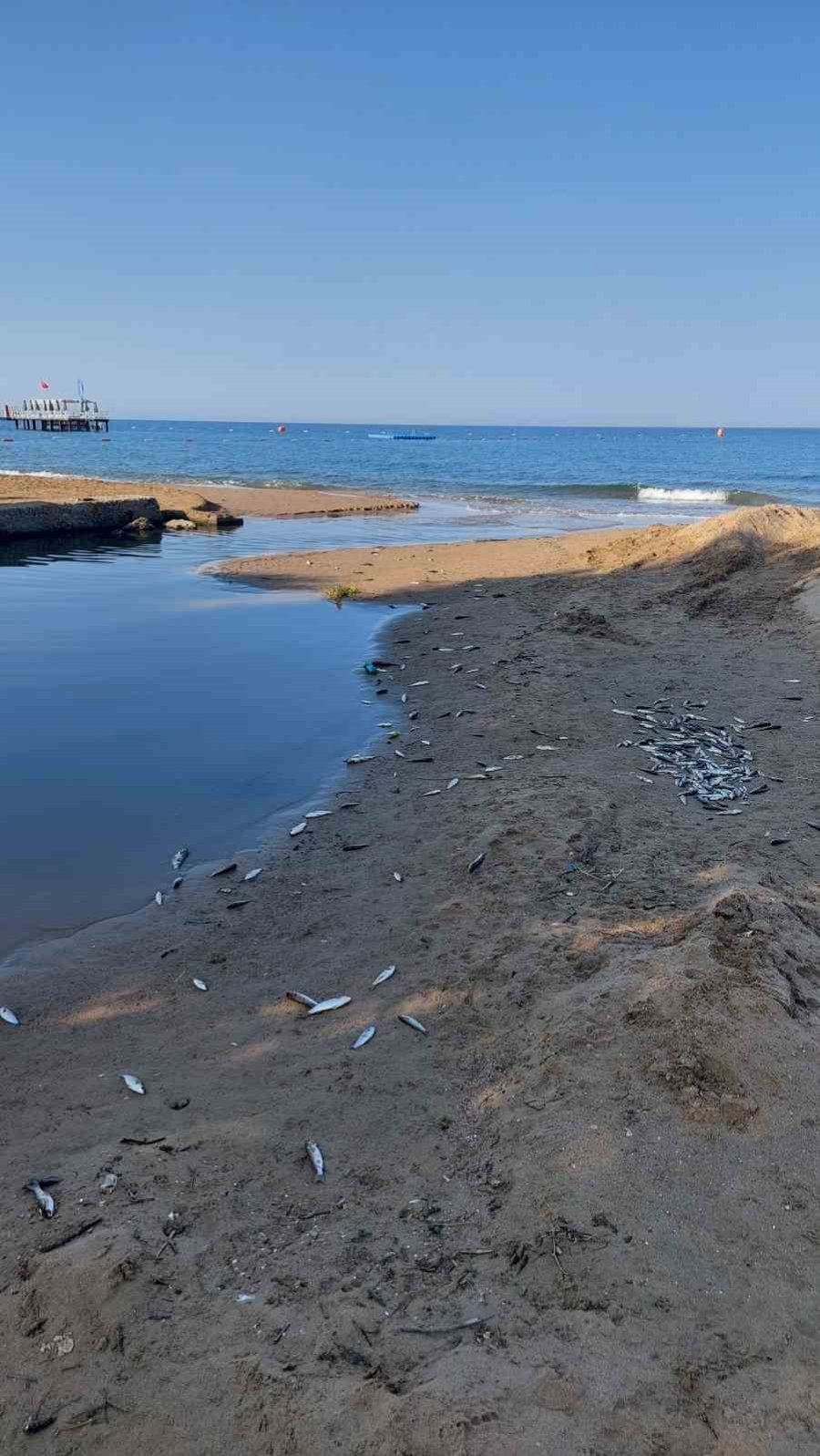 Manavgat’ta Balık Ölümleri Alarm Verdi, Kimyasal Kirlilik İnceleniyor