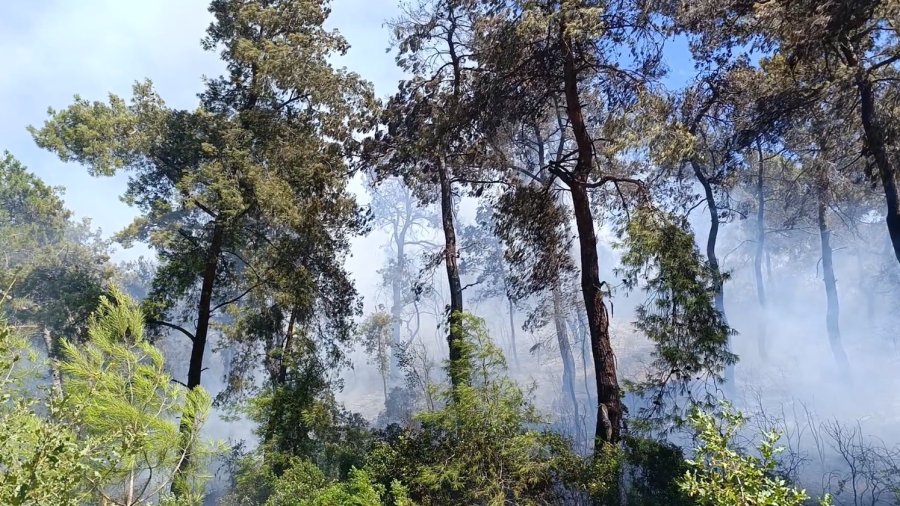 Manavgat’ta Ormanlık Alan Yangınında 3 Hektar Alan Zarar Gördü