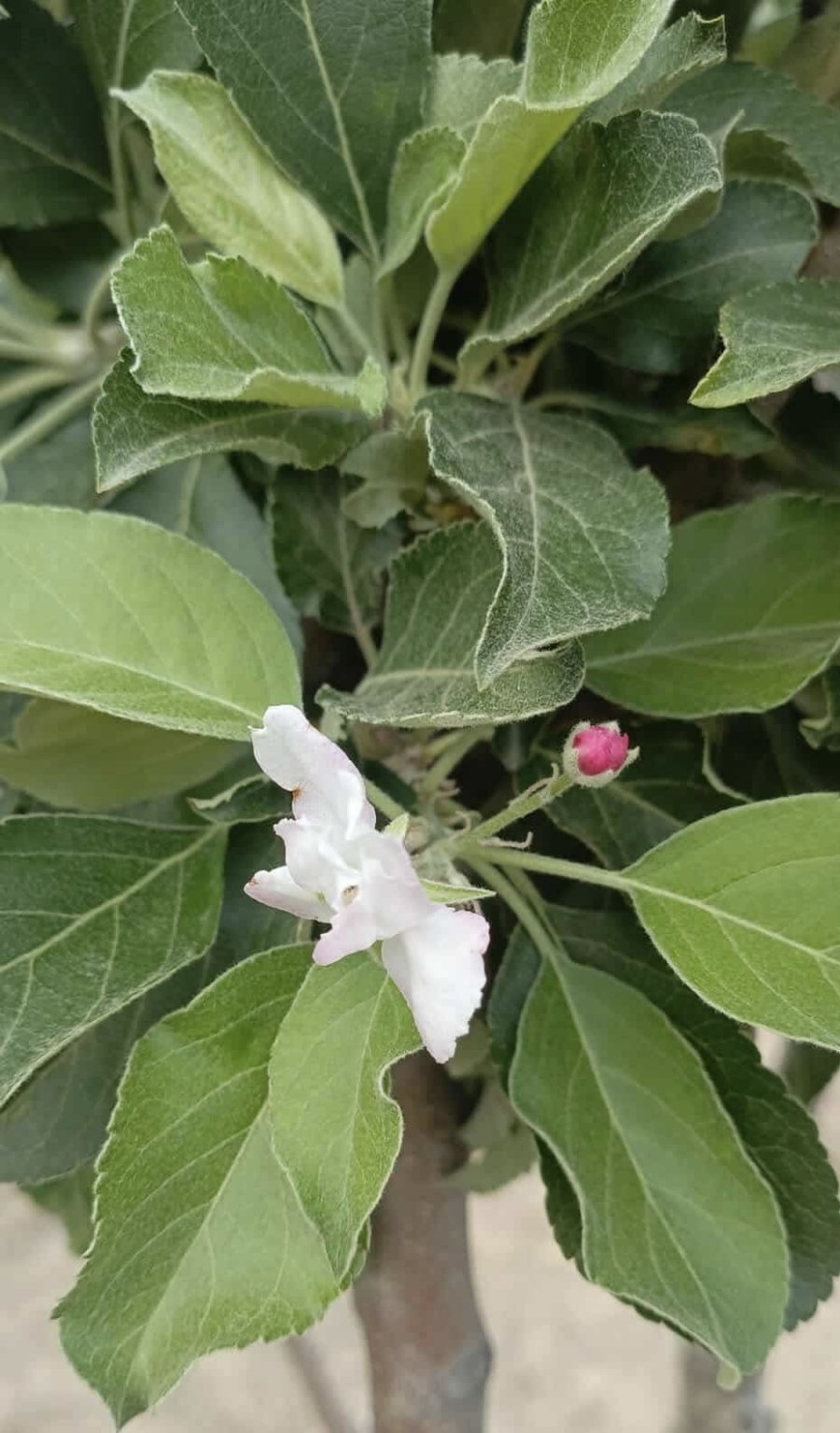 Kulu’da Elma Ağacı Çiçek Açtı