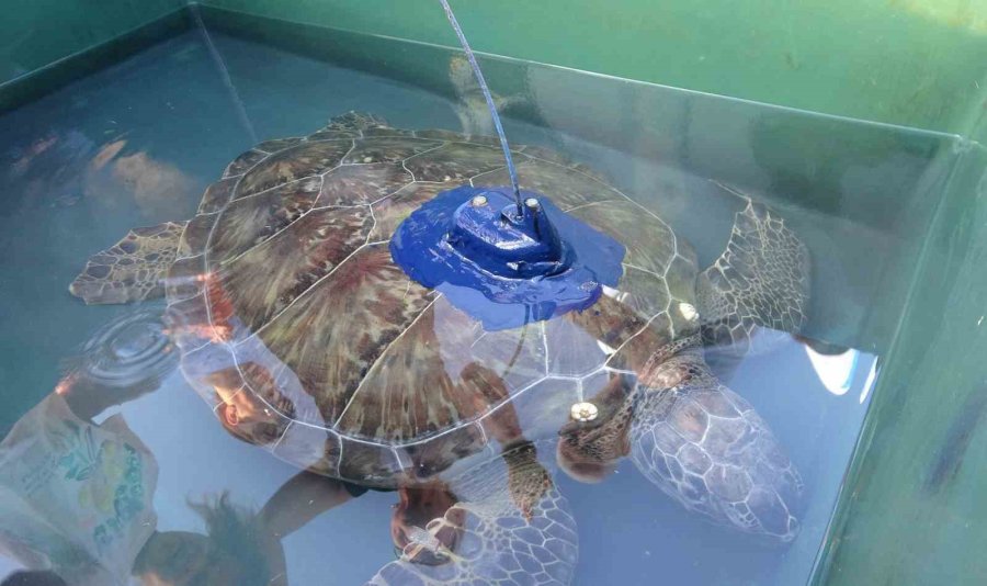 Uydu Cihazı Takılan Kaplumbağa ’soli’ Denize Bırakıldı