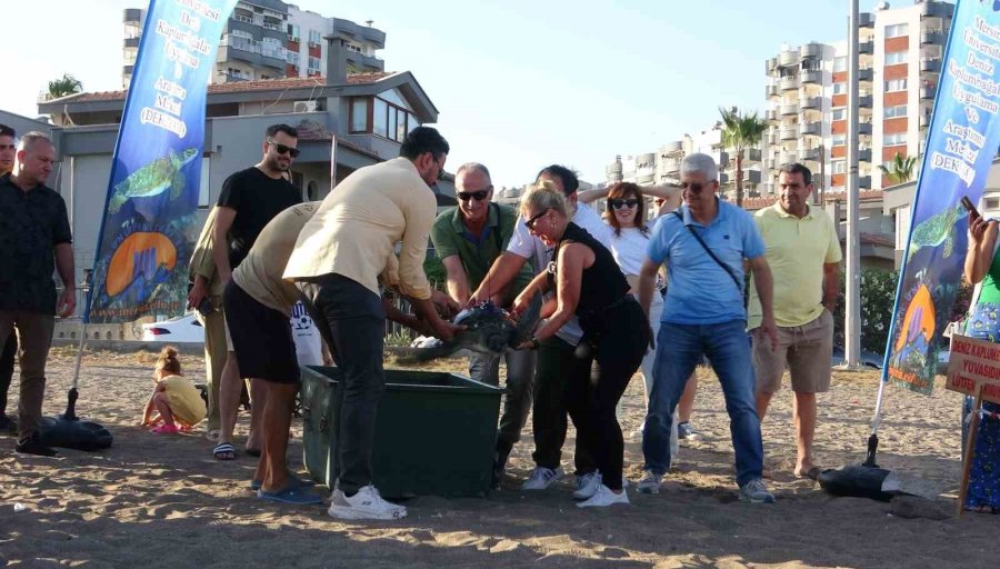 Uydu Cihazı Takılan Kaplumbağa ’soli’ Denize Bırakıldı