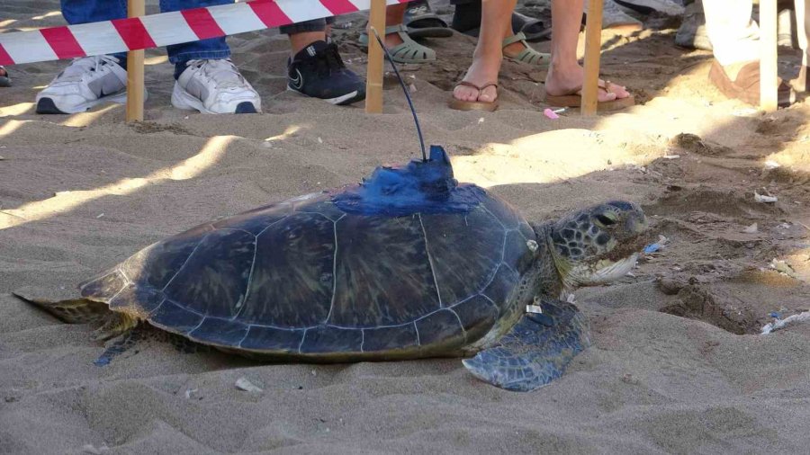 Uydu Cihazı Takılan Kaplumbağa ’soli’ Denize Bırakıldı