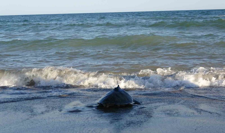 Uydu Cihazı Takılan Kaplumbağa ’soli’ Denize Bırakıldı