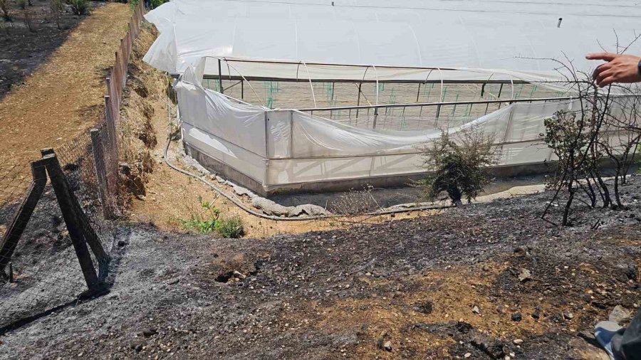 Antalya’da Çıkan Yangında Palmiye Ağaçları Küle Döndü