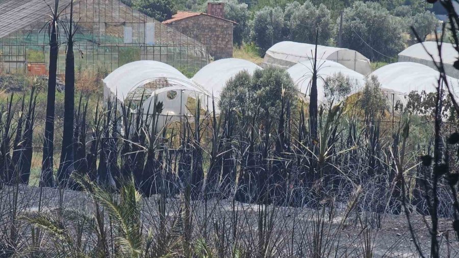 Antalya’da Çıkan Yangında Palmiye Ağaçları Küle Döndü