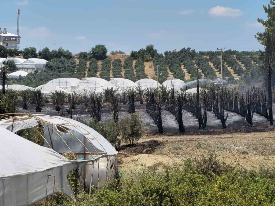 Antalya’da Çıkan Yangında Palmiye Ağaçları Küle Döndü
