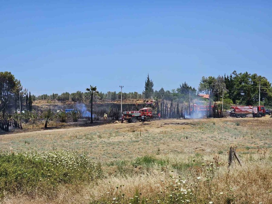 Antalya’da Çıkan Yangında Palmiye Ağaçları Küle Döndü