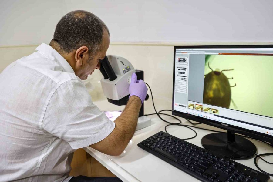 Antalya’da Haşerelere Karşı Mücadele Çalışmaları Mesire Alanlarında Da Sürüyor