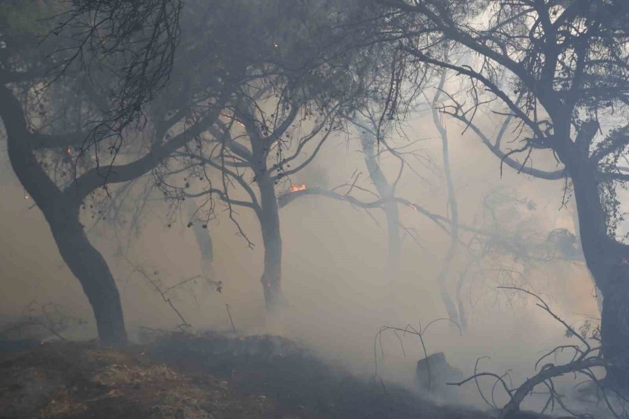 Orman Yangınına Ekiplerin Alevlerle Cansiparane Mücadelesi