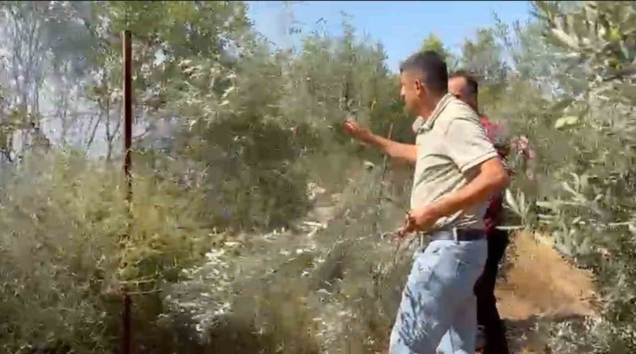 Antalya’da Yerleşim Alanına Yakın Ağaçlık Alanda Yangın