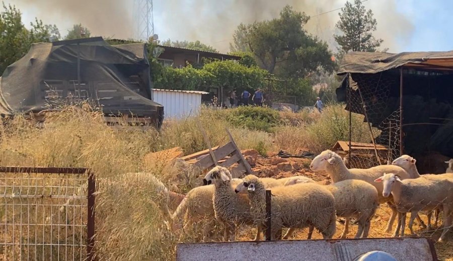 Evine Yaklaşan Alevlerden Kurtarılan Kadın Tekerlekli Sandalyeyle Bölgeden Uzaklaştırıldı
