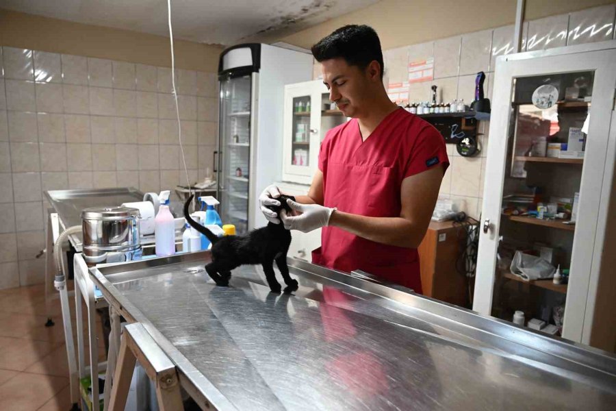 Kemer Belediyesi, Haziran’da 50 Canı Sahiplendirdi