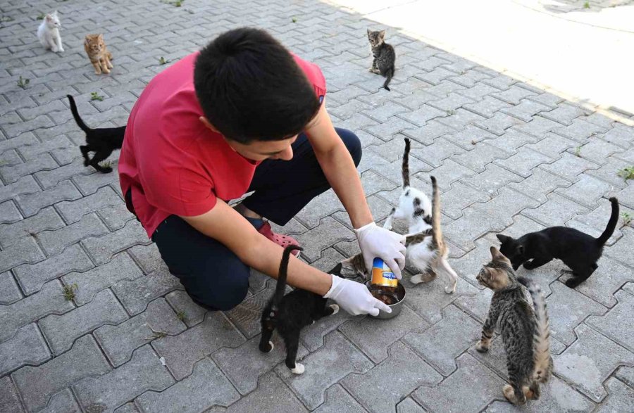 Kemer Belediyesi, Haziran’da 50 Canı Sahiplendirdi