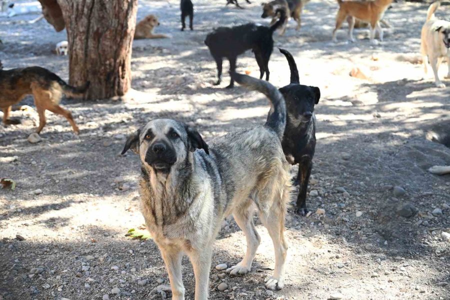 Kemer Belediyesi, Haziran’da 50 Canı Sahiplendirdi