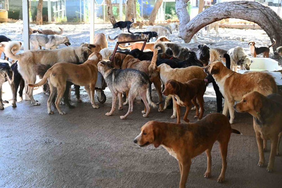 Kemer Belediyesi, Haziran’da 50 Canı Sahiplendirdi