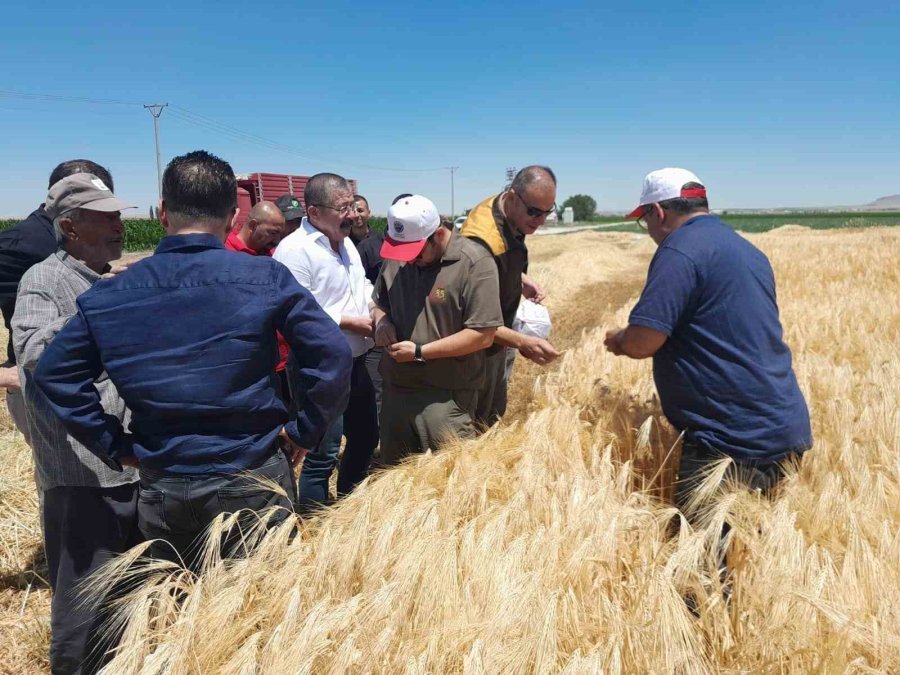 Karapınar’da Hububat Hasadı Devam Ediyor