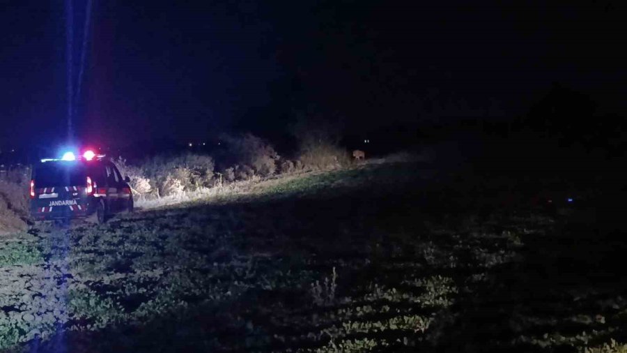 Hayvan Parkından Kaçan Aslan Fıstık Bahçesinde Uyuyan Çiftçiye Saldırdı