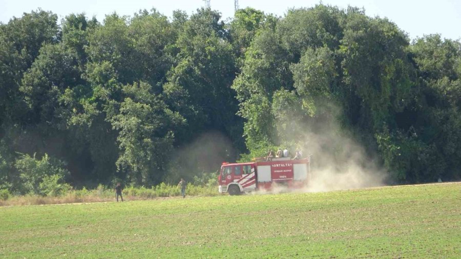 Antalya Valiliği’nden Hayvanat Bahçesinden Kaçan Aslana İlişkin Açıklama