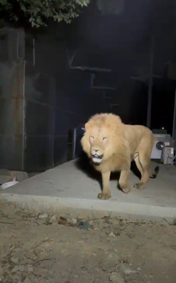 Antalya Valiliği’nden Hayvanat Bahçesinden Kaçan Aslana İlişkin Açıklama
